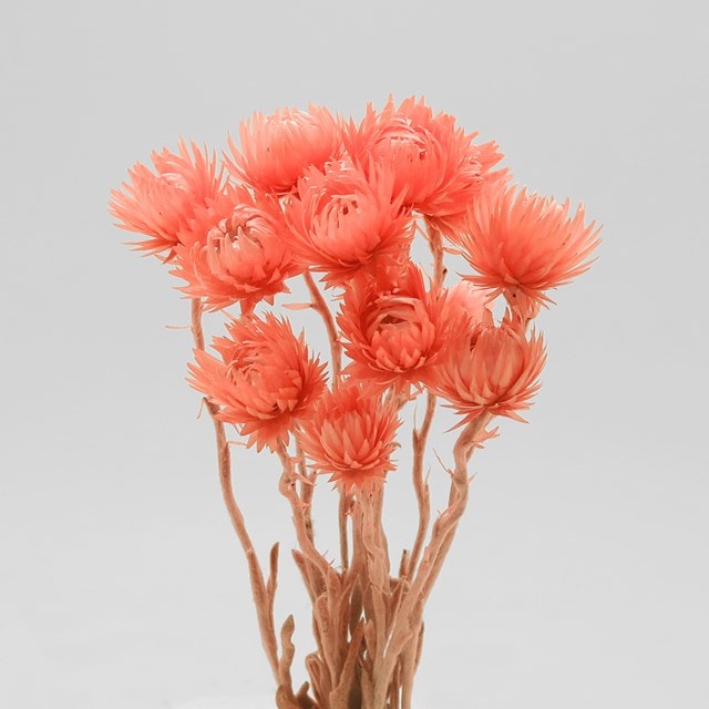 TK-79020／シルバーデージー・ミニ／コーラルオレンジ（次回生産：未定