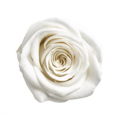 ML-PR630-71�������ͥ�8���ץ�󥻥��ۥ磻��