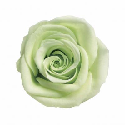 ML-PR630-24�������ͥ�8���饤�॰�꡼��