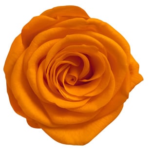 ML-PR641-72�������ͥ����������������