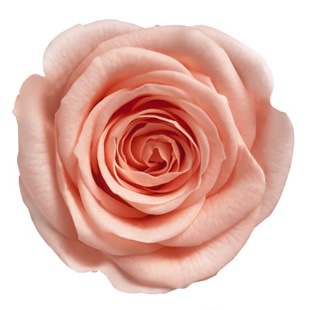 ML-PR641-62�������ͥ������������ԡ���������ͽ���ʡ�