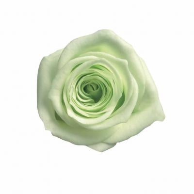 ML-PR650-24�����������饤�॰�꡼��