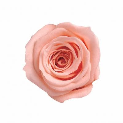 ML-PR650-62�����������ԡ���