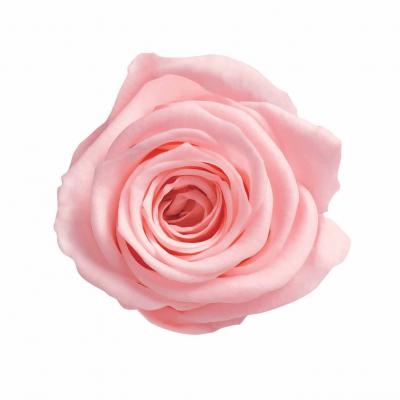 ML-PR650-63�����������٥��ӡ��ԥ�