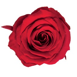 ML-PR650-20������������å�