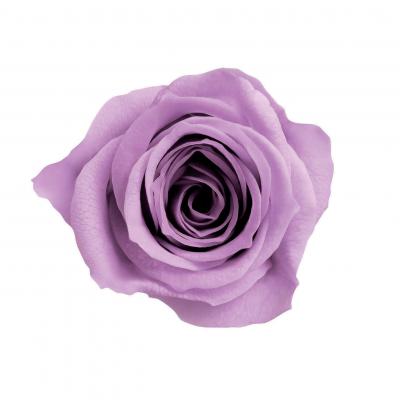 ML-PR650-64�����������饤��å�