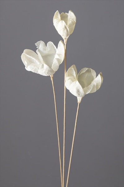 ���ڤꎾ���٢�50020-011���ƥե������������եۥ磻�ȡڎҎ����������ʡ�