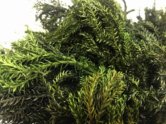 TH-510.66／タチカズラ（プリザーブド）／ダークグリーン | 新着商品