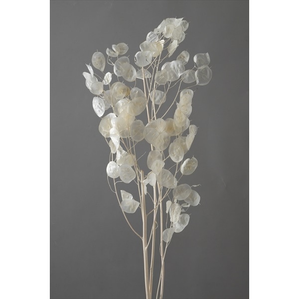 ルナリア　ドライフラワー 30073-011／ルナリア／白【ｶﾀﾛｸﾞ掲載外】 | ドライフラワー