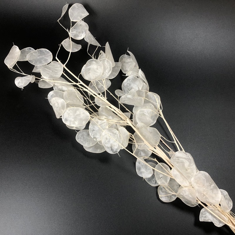 30073-011／ルナリア／白【ｶﾀﾛｸﾞ掲載外】 | ドライフラワー