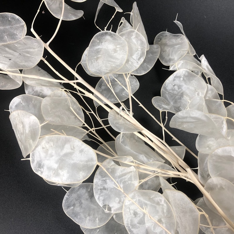 ルナリアドライフラワー20cm10本 Amazon ハンドメイド・手芸 ルナリアドライフラワー20cm10本