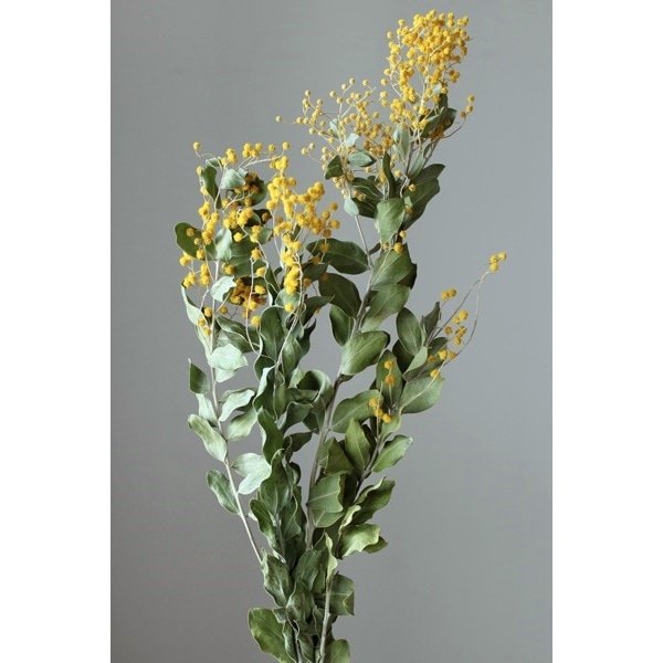 10920-000／ミモザ・デニスボーデン／ナチュラル（次回生産：1月頃