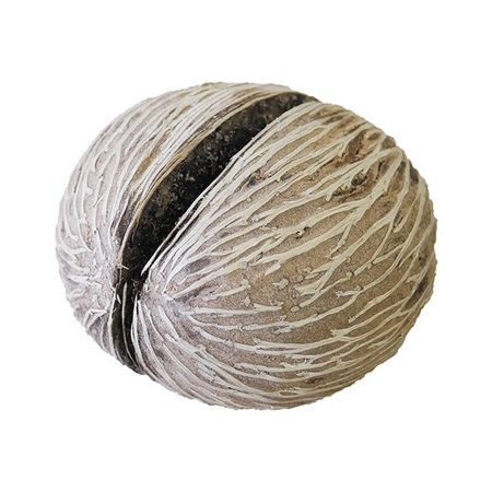 DS-138479���ߥե��饮��No.58�ˡڼ��󤻾��ʡ�