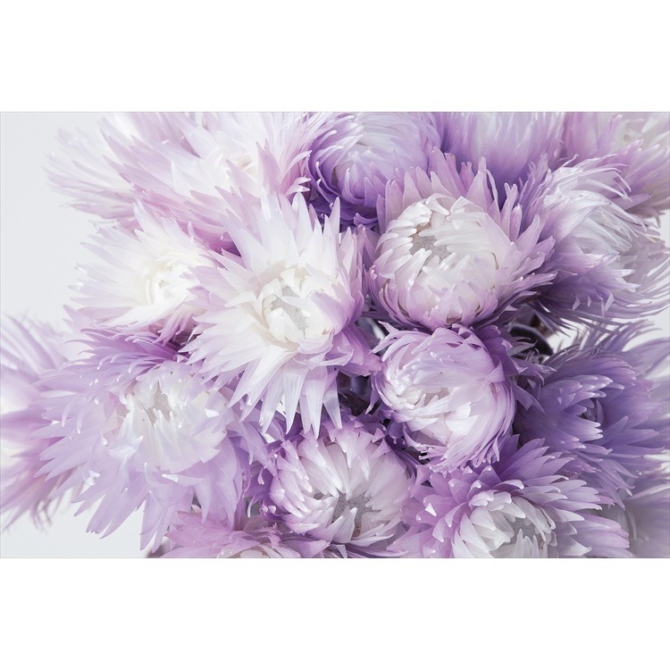 32000-440／シルバーデージー／ツートンパープル | ドライフラワー