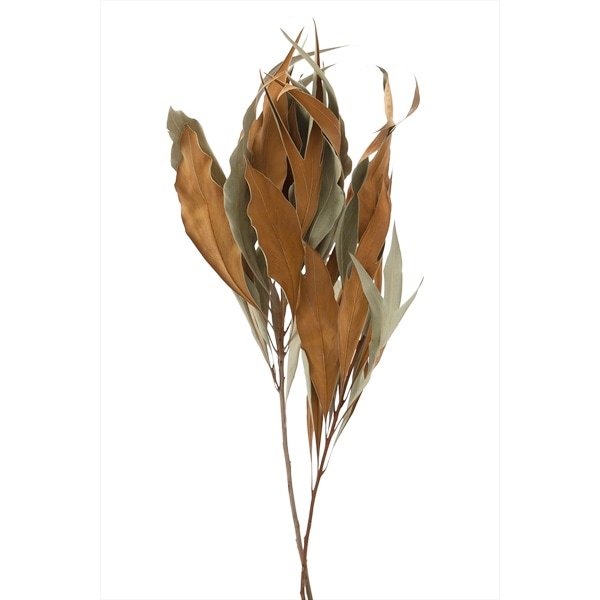 16200-000／グレビレア・ゴールド／N | ドライフラワー／プリザーブド