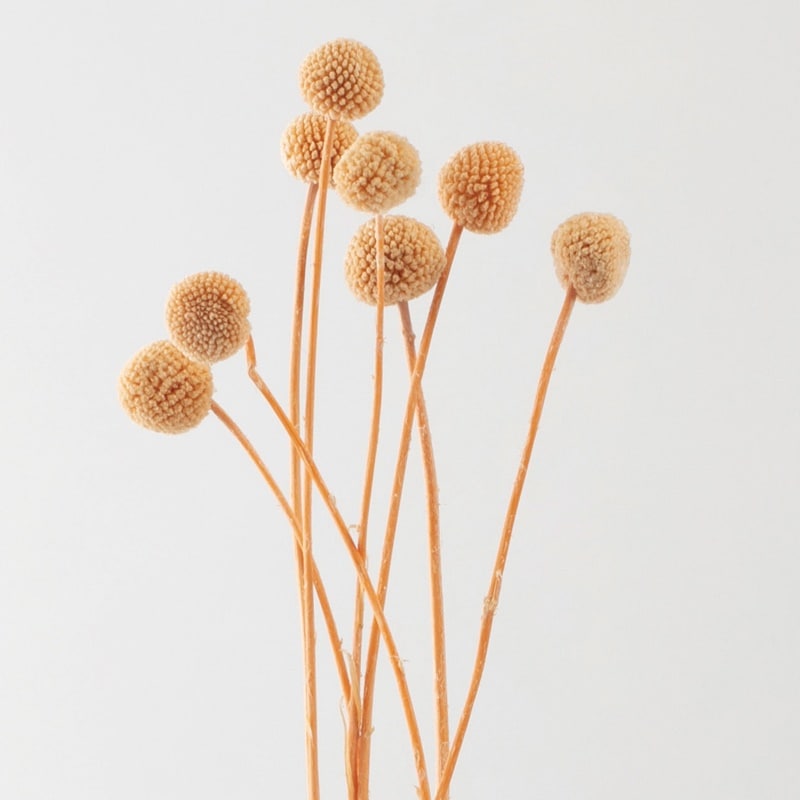 ڎҎʡAN82002-030饹ڥǥ