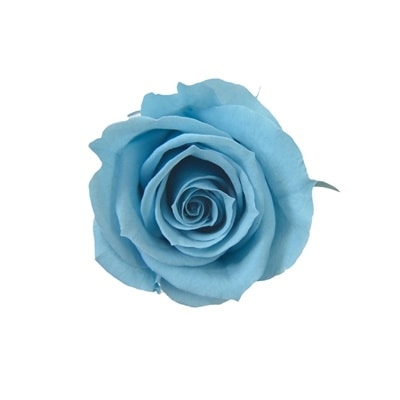 FL070-91／スプレーローズ／ホリゾンブルー | ドライフラワー