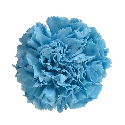 FL1100-91／スタンダードカーネーション／ホリゾンブルー | ドライ