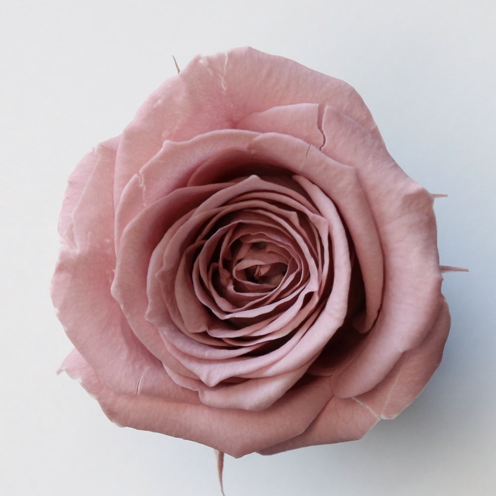 ローズ　　　① ② ﾌﾟﾁｾｰﾙ※03480-173／ローズ・いずみ／ラシットピンク | ドライフラワー