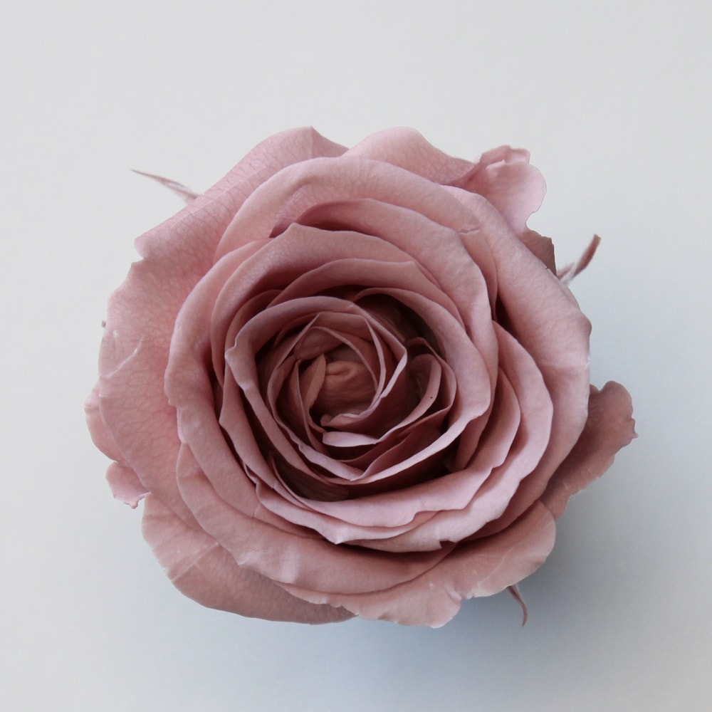 02370-173／ビビアン／ラシットピンク | ドライフラワー／プリザーブド