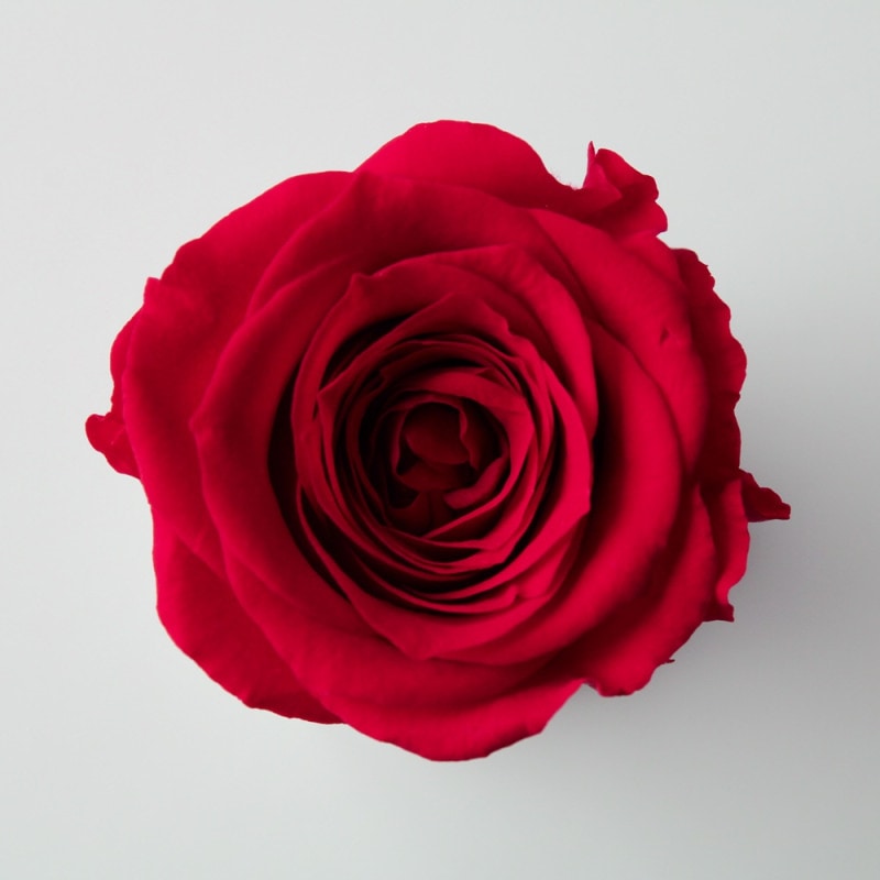 02580-331／ローズ・サラ／クイーンレッド | ドライフラワー