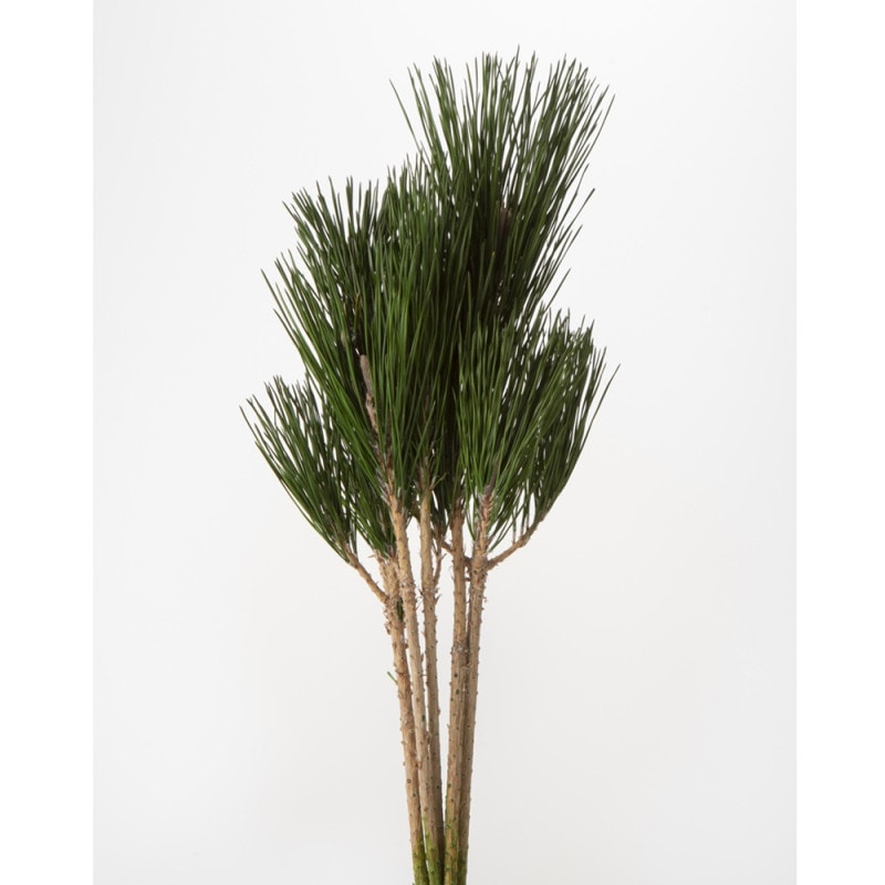 ���֢�03340-700��ʡ�㾾�����꡼��