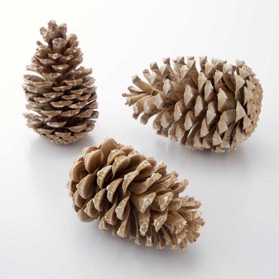 ドライフラワーのコラージュ 「憧れのウィーン 森と都」 ギャラリー