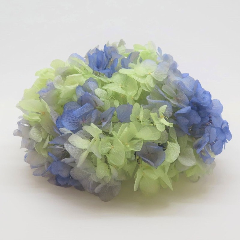 TK-64312／ソフトあじさい彩／ラベンダー×クリアグリーン | ドライ