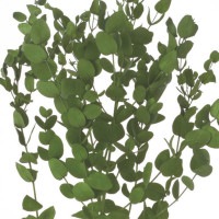 ユーカリ 02295-790／グニーユーカリ（国産）／シルバーグリーン | ドライ