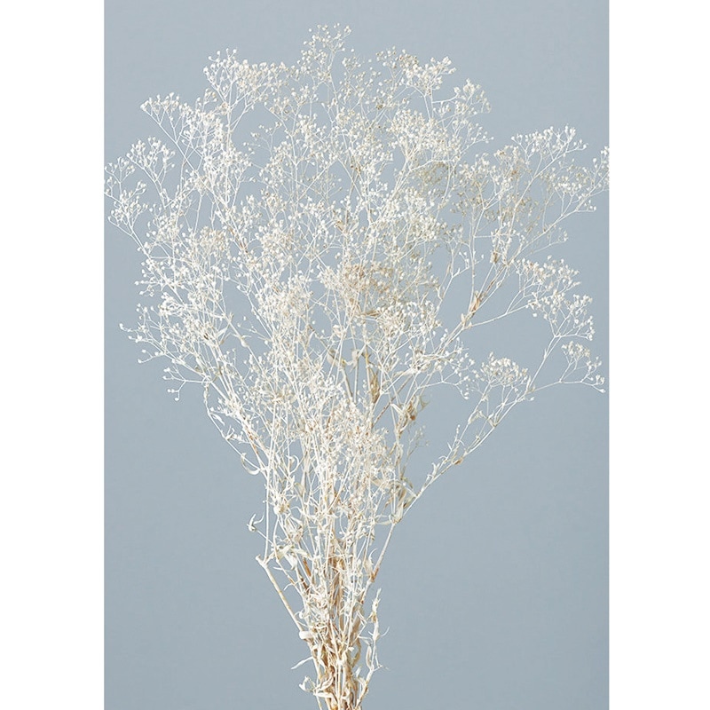 カスミソウさま専用 0000000142292_tXq5bvR.jpg