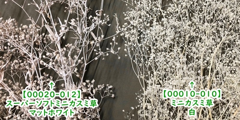 00020-012／スーパーソフトミニカスミ草／マットホワイト | ドライ