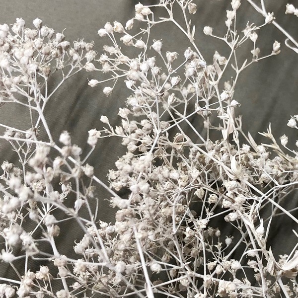 00020-012／スーパーソフトミニカスミ草／マットホワイト | ドライ