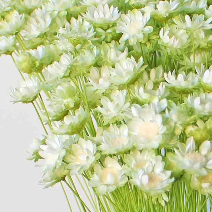 30195-017／スターフラワー・ブロッサム／ホワイトグリーン | ドライ