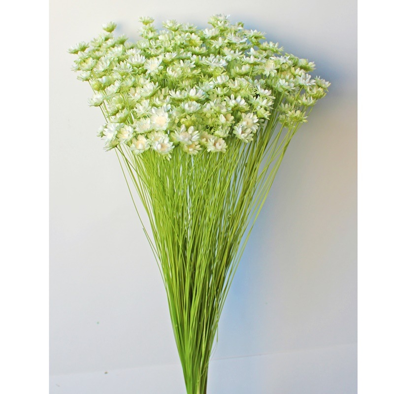 30195-017／スターフラワー・ブロッサム／ホワイトグリーン | ドライ