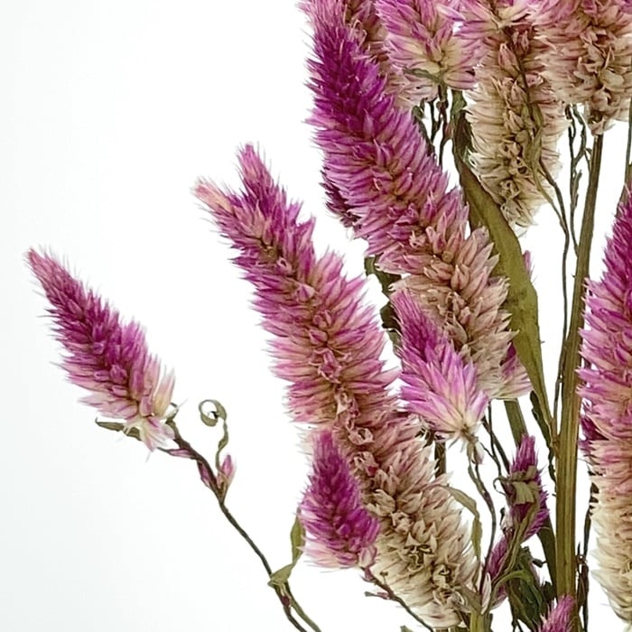 TK-61156／ケイトウ・シャロン／Nローズ | すべての商品 | プロフローラ