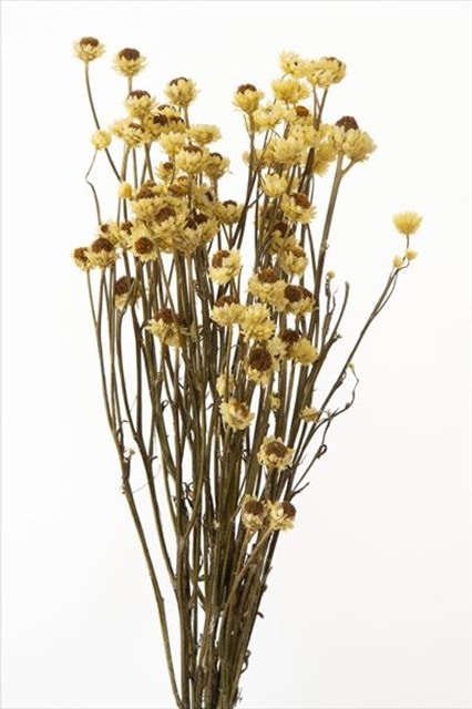 ��B���ʡ�10302-500�������ӥ塼�ࡿ��������