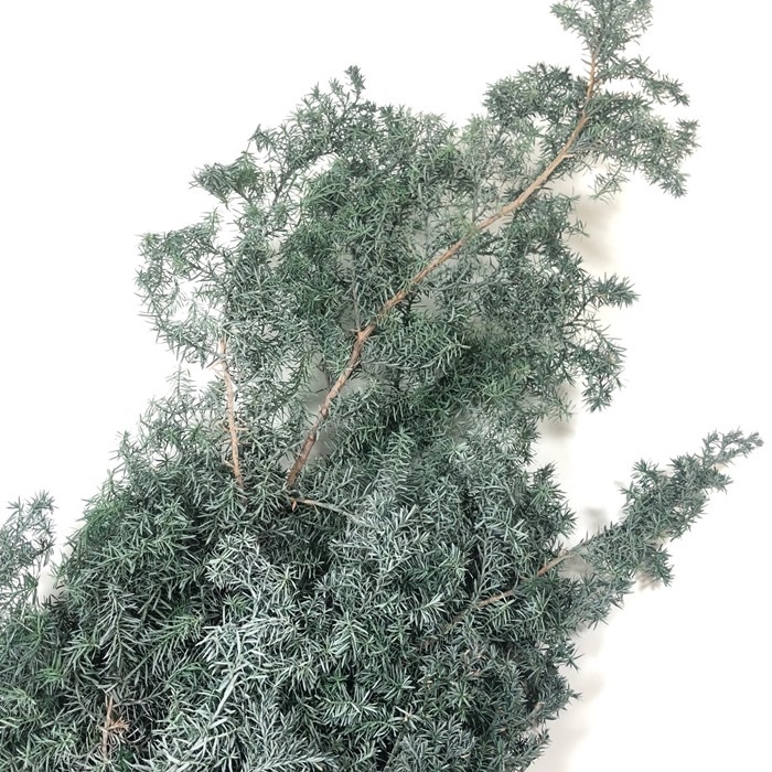 01321-790／ヒムロスギ／シルバーグリーン | ドライフラワー