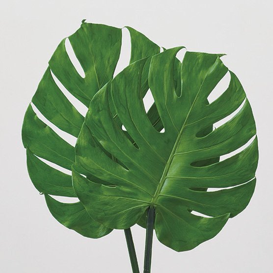 04032-700／モンステラ・M／グリーン【廃番予定品】 | ドライフラワー