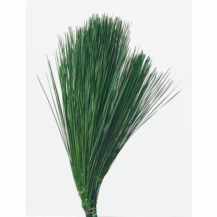 売切りｾｰﾙ※03610-700／大王松・サイズアソート／グリーン | ドライ