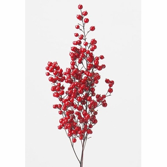 22580-000／南天の実／N（レッド）（2025年分・完売） | ドライ