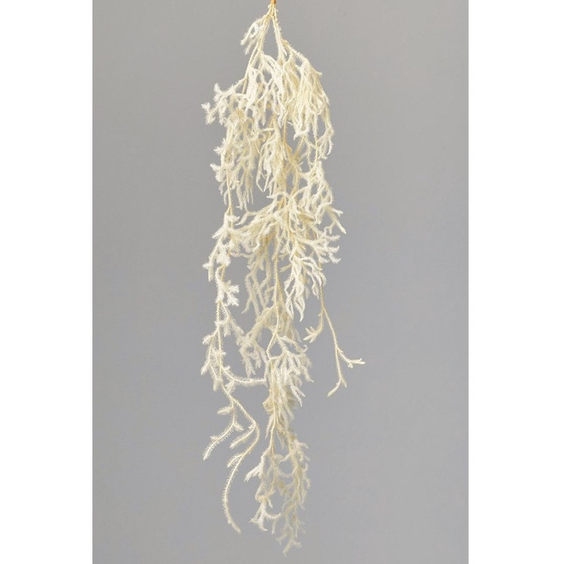 ヒカゲノカズラ GORICHA様 mannensugi saitama03 (2)1.jpg