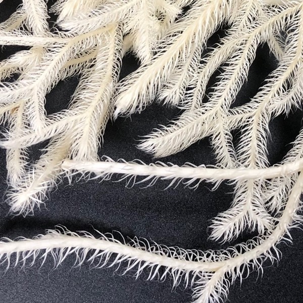 03810-011／ヒカゲノカズラ／オフホワイト | ドライフラワー