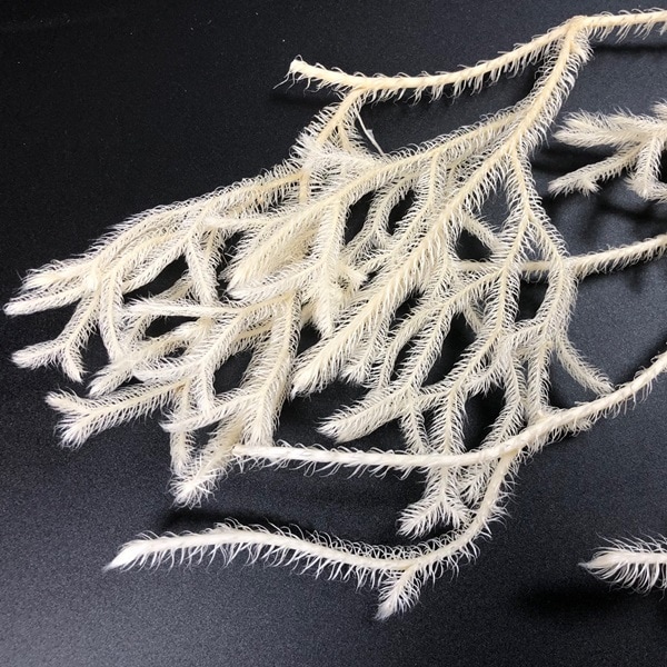 ヒカゲノカズラ　　GORICHA様 hikagenokazura2.jpg