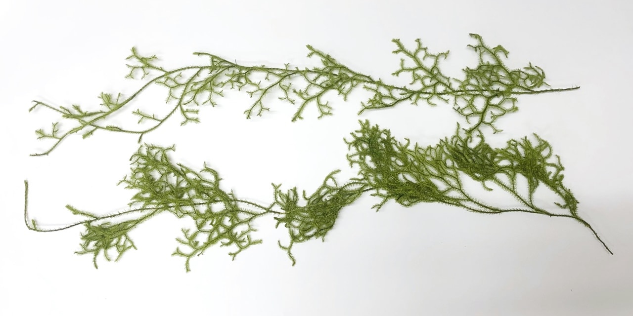 03810-700／ヒカゲノカズラ／グリーン | ドライフラワー／プリザーブド
