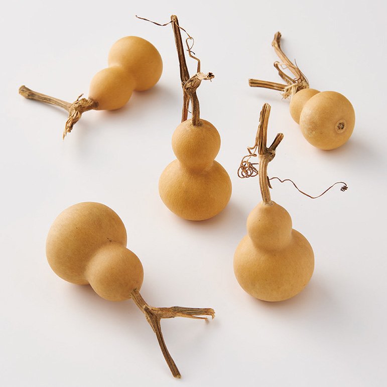 22330-000／豆ひょうたん／N | すべての商品 | プロフローラ