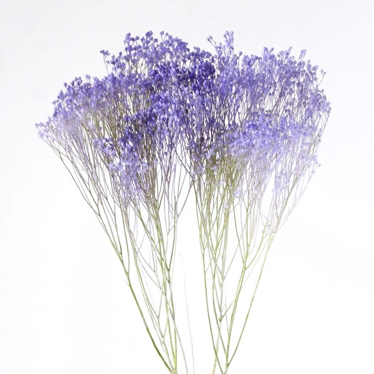 SS様ご予約品です☆ モリソニア　＊パープル/グリーン　大地農園 03305-470／モリソニア（プリザ）／パープルグリーン | ドライフラワー