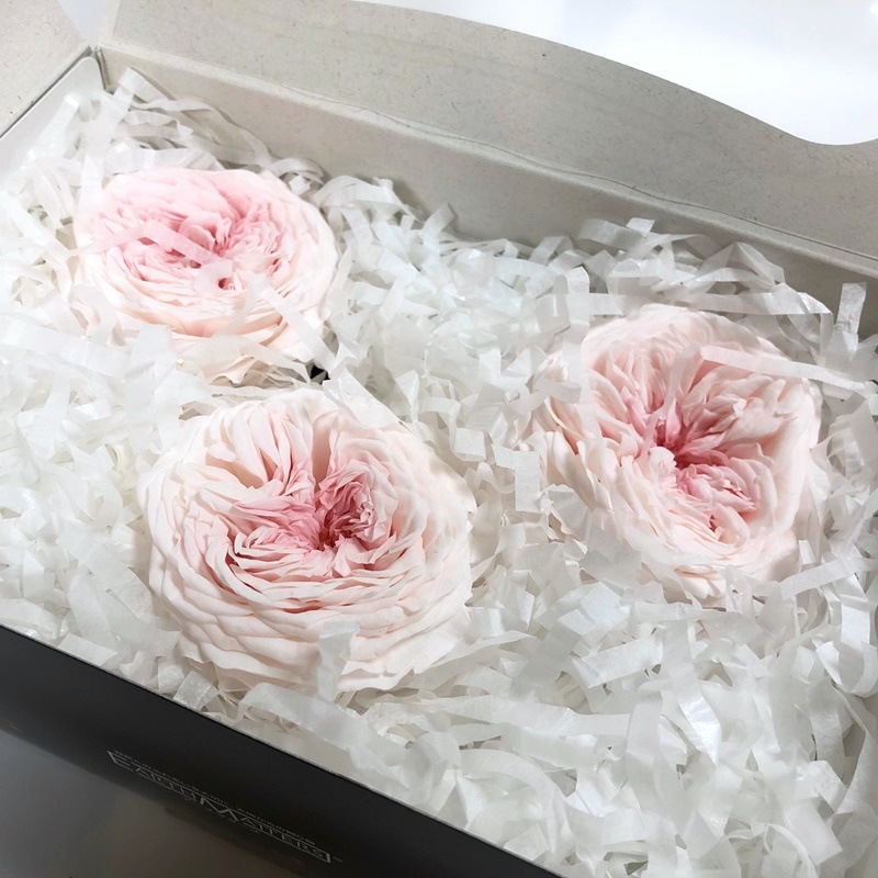 【サービス品@1280】ラブリーローズ×白牡丹(3頭) サービス品@1280】ラブリーローズ×白牡丹(3頭)