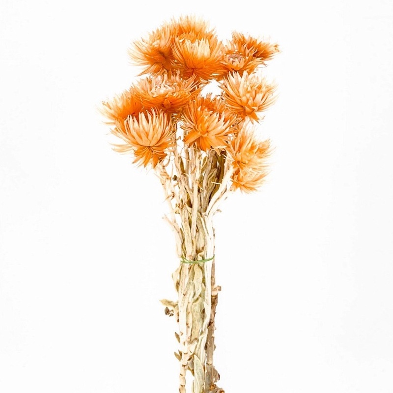 TK-79051������С��ǡ��������ߥˡ�������å�