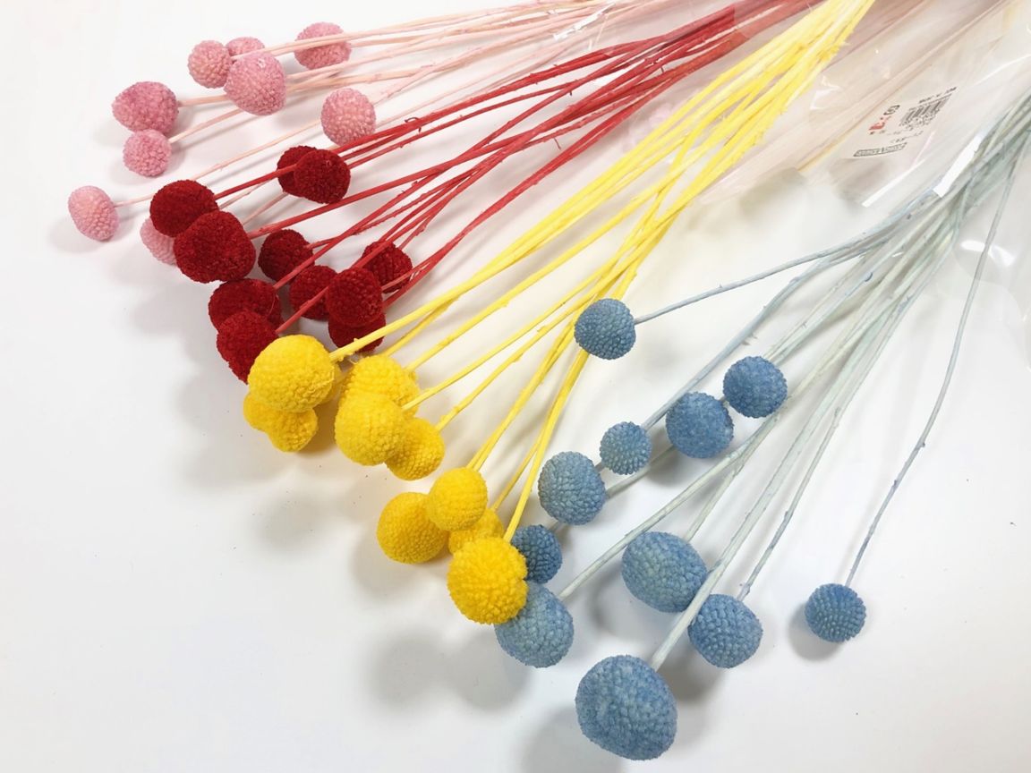 40295-301／ビリーボタン／レッド | ドライフラワー／プリザーブド