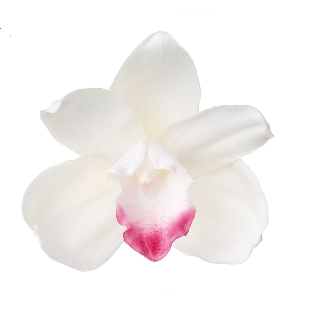 05540-010／シンビジューム／白 | ドライフラワー／プリザーブド